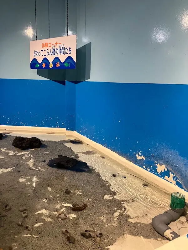 サンピアザ水族館体験コーナー