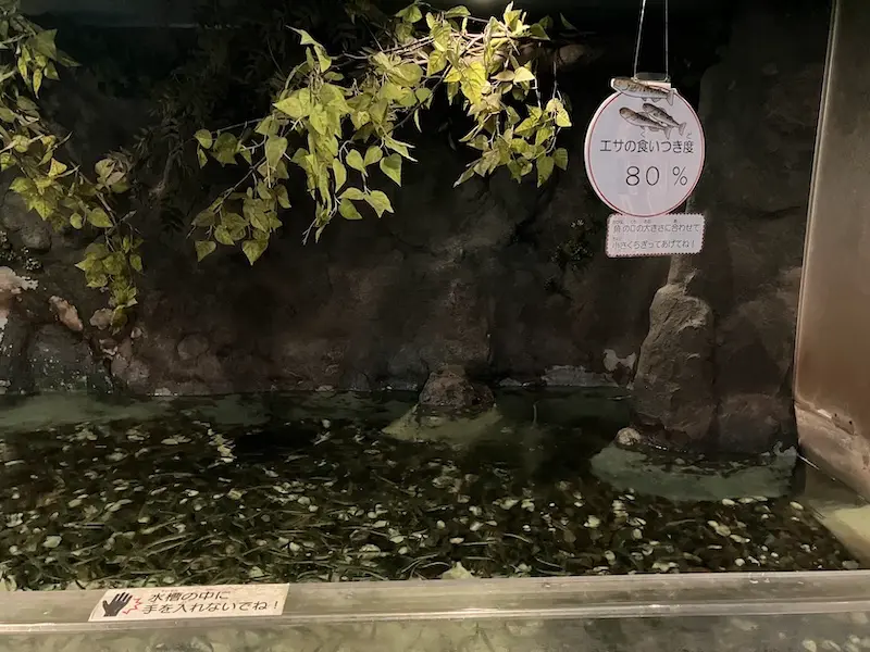 餌やりできる場所