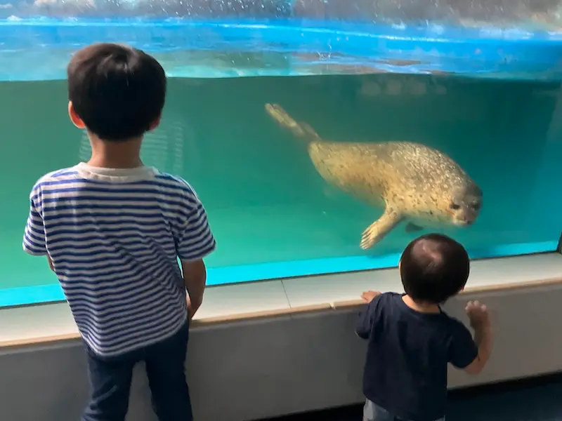 アザラシ